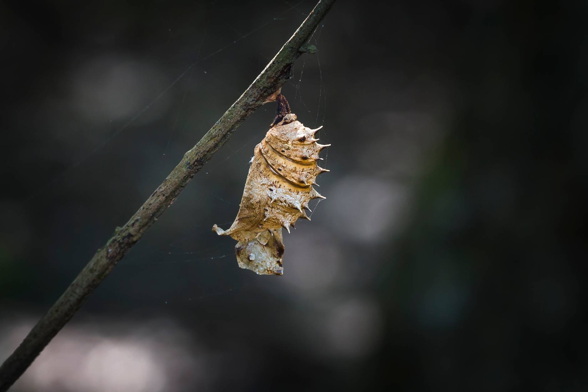 bokeh photography of brown pupa