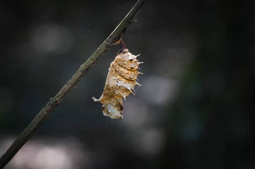 bokeh photography of brown pupa